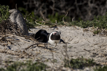 African penguin, South Africa