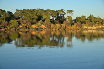 Forest and Reflections in Ria Formosa, Algarve, Portugal