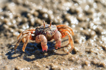 Beautiful small sand bubbler crab (presumably Dotilla fenestrata) on the beach of Toliara,...
