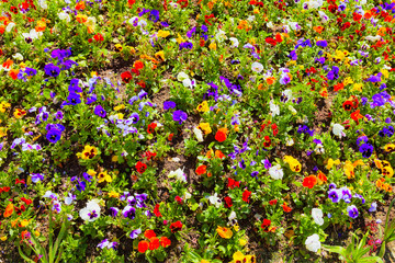 HDR IMAGE flowers