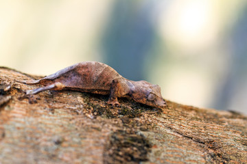 Satanic Leaf Tailed Gecko (Uroplatus phantasticus) camouflaged on a tree in Madagascar
