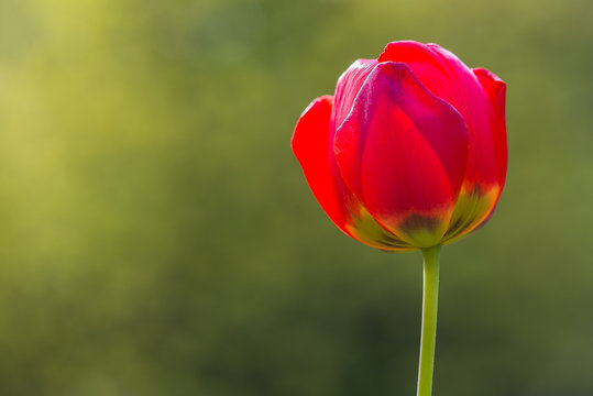 Closeup of single red poppy flower