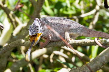 Beautiful chameleon, presumably the Oustalets or Malagasy giant chameleon (Furcifer oustaleti), striking with his tongue at an insect in Madagascar