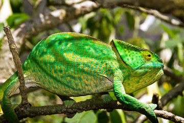Beautiful camouflaged chameleon in Madagascar, presumably the Parsons chameleon (Calumma parsonii) 