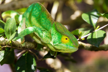 Beautiful camouflaged chameleon in Madagascar, presumably the Parsons chameleon (Calumma parsonii) 