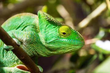 Beautiful camouflaged chameleon in Madagascar, presumably the Parsons chameleon (Calumma parsonii) 