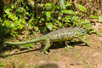 Beautiful camouflaged chameleon in Madagascar, presumably the Oustalets or Malagasy giant chameleon (Furcifer oustaleti)