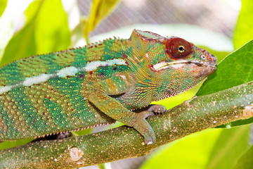 Beautiful camouflaged chameleon in Madagascar, presumably the panther chameleon (Furcifer pardalis) 
