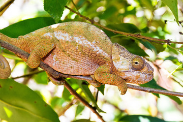 Beautiful camouflaged chameleon in Madagascar, presumably the Parsons chameleon (Calumma parsonii) 