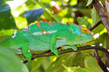 Beautiful camouflaged chameleon in Madagascar, presumably the Parsons chameleon (Calumma parsonii) 