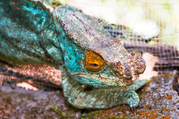 Beautiful camouflaged chameleon in Madagascar, presumably the Parsons chameleon (Calumma parsonii) 