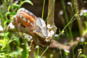 Fototapeta premium Beautiful camouflaged chameleon in Madagascar, presumably the panther chameleon (Furcifer pardalis) 