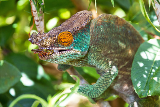 Beautiful camouflaged chameleon in Madagascar, presumably the Parsons chameleon (Calumma parsonii), striking at an insect