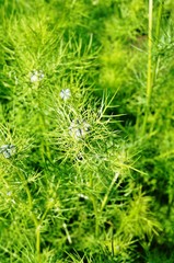 Foliage and flowerpods of Love-in-a-mist Nigella Damascena