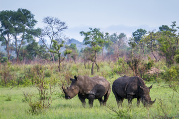 Obraz premium Southern white rhinoceros in Kruger National park, South Africa