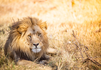 Naklejka na ściany i meble Large lion in Botswana savannah