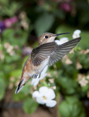 Female Rufous Hummingbird (Selasphorus rufus)