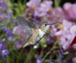Fototapeta premium Female Rufous Hummingbird (Selasphorus rufus)