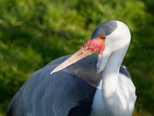 A white Wattled Crane of the Gruidae Family .