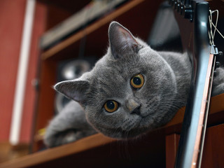 Blue British cat