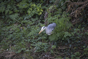 Grey Heron (Ardea cinerea)