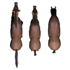 3D rendering horses. top view