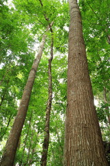 Mahagony Forest Bohol Philippines