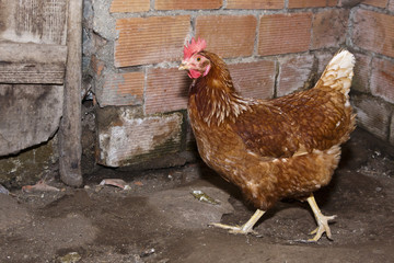 chicken