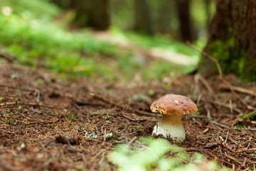 Boletus mushroom in the forest