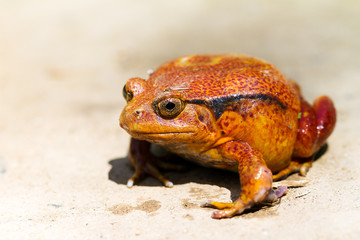 Madagascar Tomato Frog (Dyscophus antongilii) in Madagascar