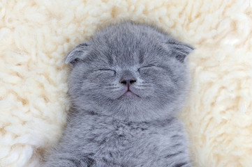 Kitten on white blanket