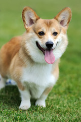 Welsh Corgi dog