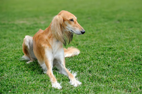 Borzoi dog in grass