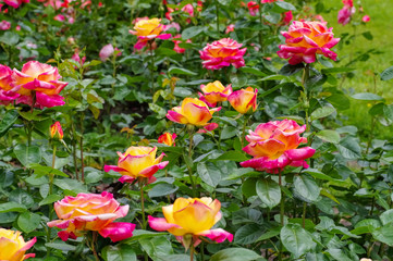 Rose Orient Express - the rose Orient Express