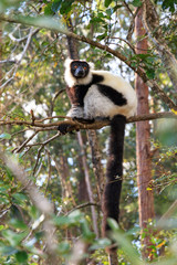 The black-and-white ruffed lemur (Varecia variegata), in the Andasibe Mantadia National Park, Madagascar