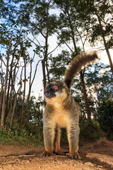 Obraz premium The red-fronted lemur (Eulemur rufifrons), also known as the red-fronted brown lemur at the Vakona Forest Reserve, Andasibe Mantadia National Park, in Madagascar