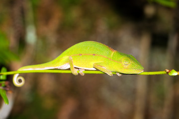 Beautiful Perinet chameleon (or Malagasy side-striped, Calumma gastrotaenia) at night in Andasibe Mantadia National Park, Madagascar.