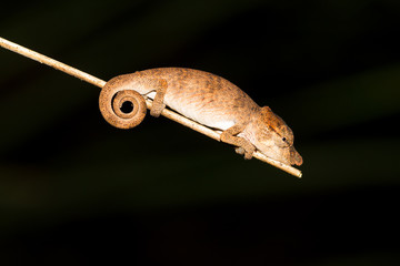 Very small Nose-horned Chameleon (Calumma nasutum) at night in Andasibe Mantadia National Park, Madagascar.
