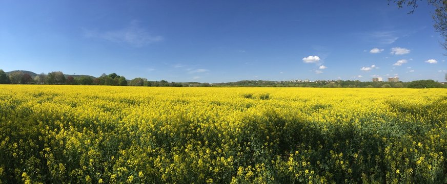Rapsfelder D&ouml;nche
