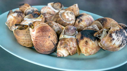 Grilled spotted babylon