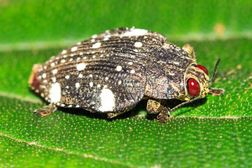 Polybothris Jewel beetle (family Buprestidae), presumably Polybothris Auropicta, in Andasibe Mantadia National Park, Madagascar