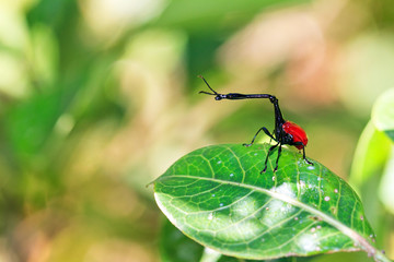 The giraffe weevil (Trachelophorus giraffa) in Andasibe Mantadia National Park, Madagascar