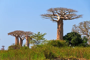 Keuken spatwand met foto Beautiful Baobab trees in the landscape of Madagascar © dennisvdwater