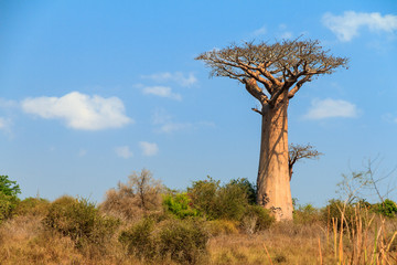 Fototapeta na wymiar Beautiful Baobab tree in the landscape of Madagascar