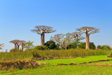 Fototapeta na wymiar Beautiful Baobab trees in the landscape of Madagascar