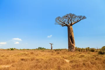 Papier Peint photo autocollant Baobab Beau baobab dans le paysage de Madagascar