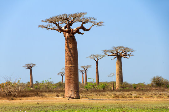 Beautiful Baobab trees (adansonia grandidieri) in the landscape of Madagascar