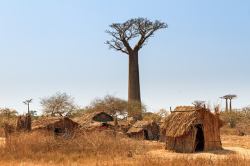 Beautiful Baobab trees and traditional houses at the avenue of the baobabs in Madagascar