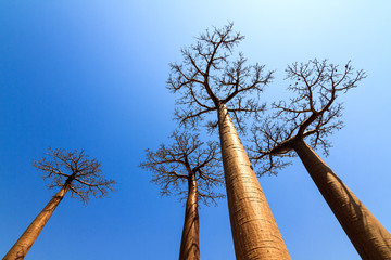Beaux baobabs rétroéclairés à l& 39 avenue des baobabs à Madagascar