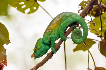 Beautiful camouflaged chameleon in Madagascar, presumably the Parsons chameleon (Calumma parsonii) 